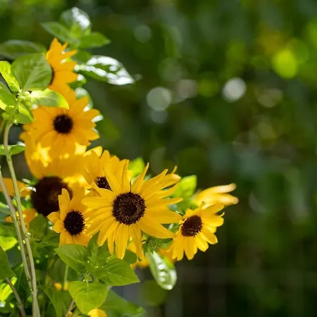 Apartman Ibiscus And Lily Rhodes City