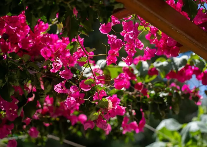 Apartament Ibiscus And Lily