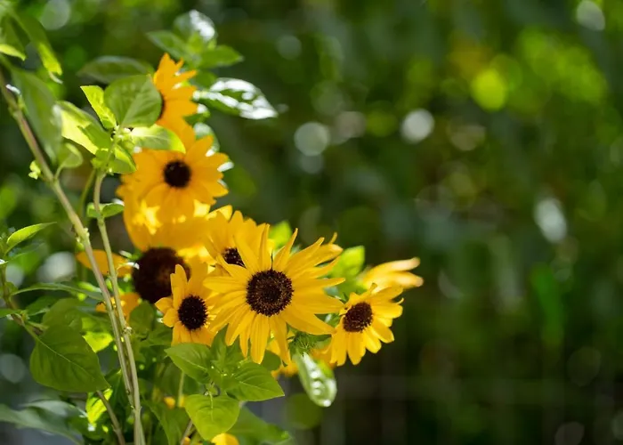 Apartament Ibiscus And Lily Rhodes City