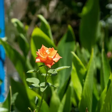 Ibiscus And Lily Apartment Rhodes City