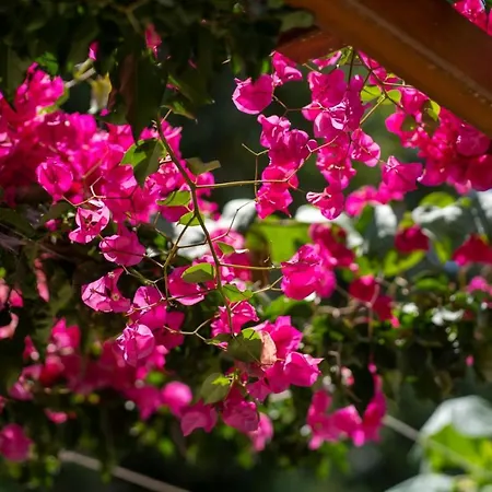 Διαμέρισμα Ibiscus And Lily