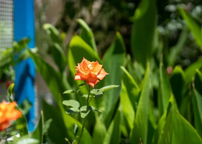 Ibiscus And Lily Daire Rhodes City